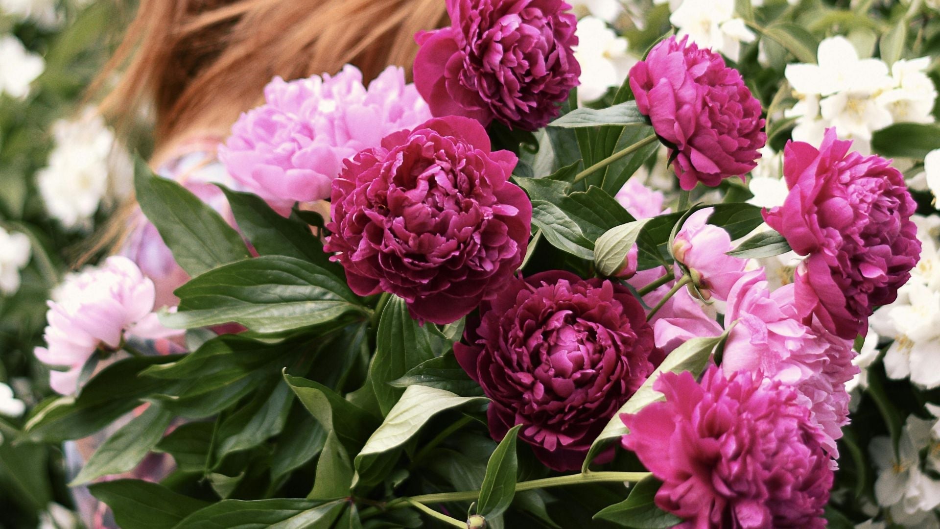 Extend Peony Season in Your Garden