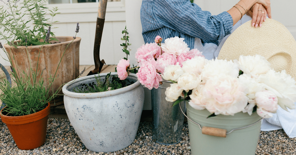 Designing a Peony Garden: Bloom Time × Color