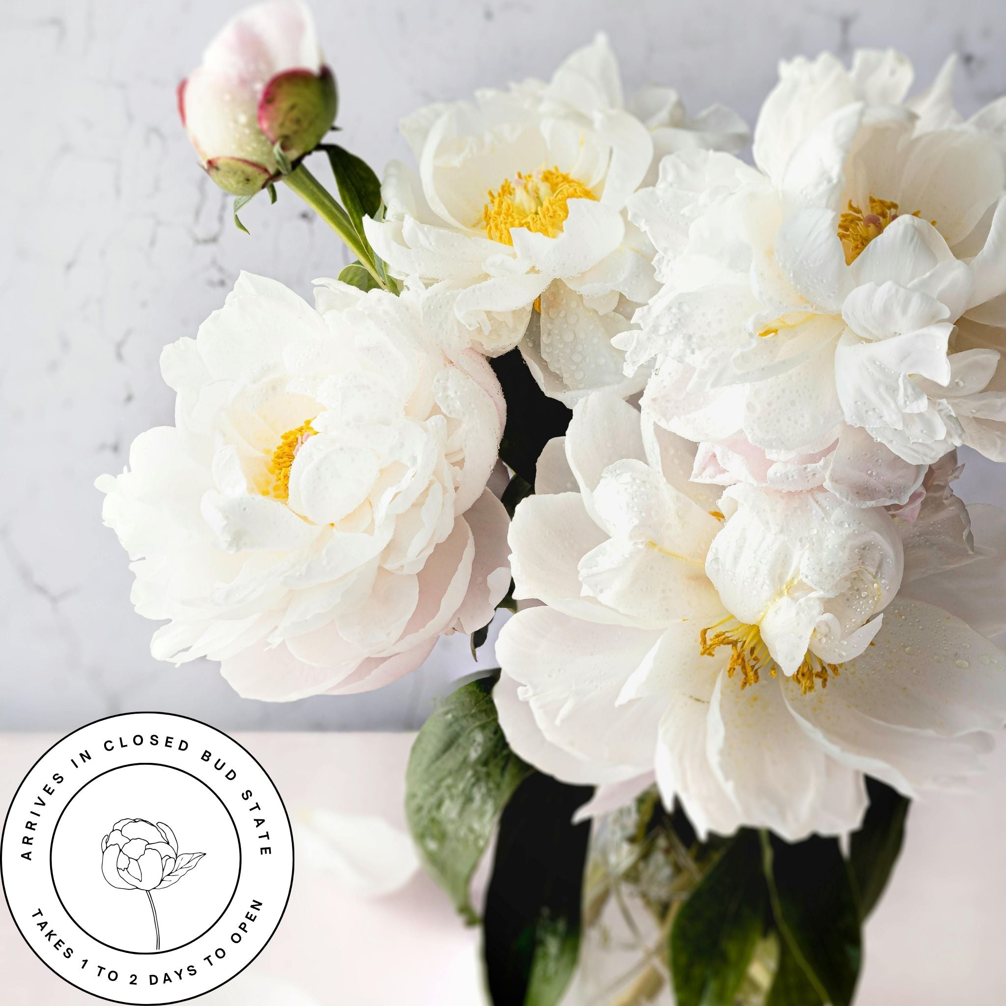 The Classic Peony Bouquet (12 stems)