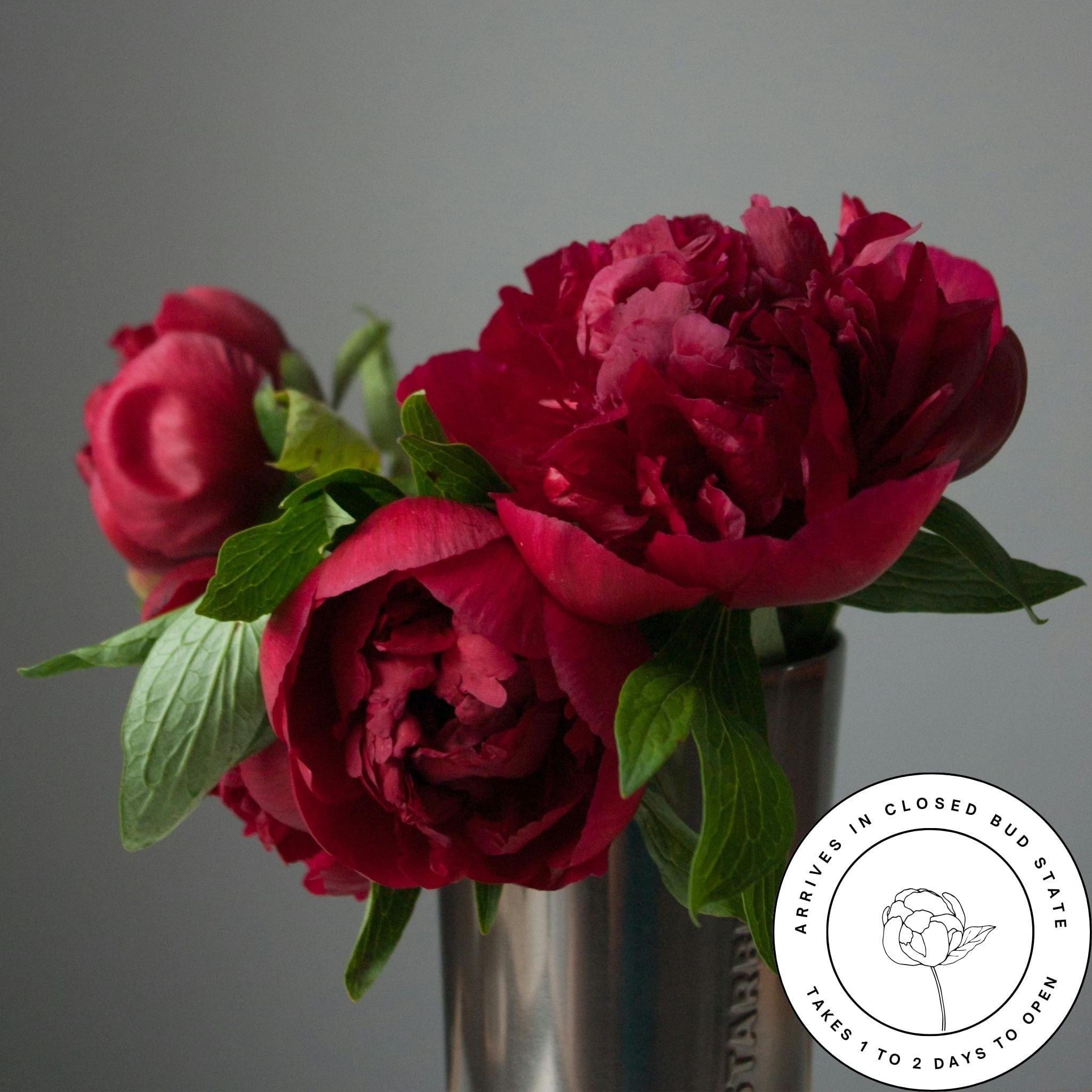 Dark Red - Pink The Estate Peony Box (50 Stems)