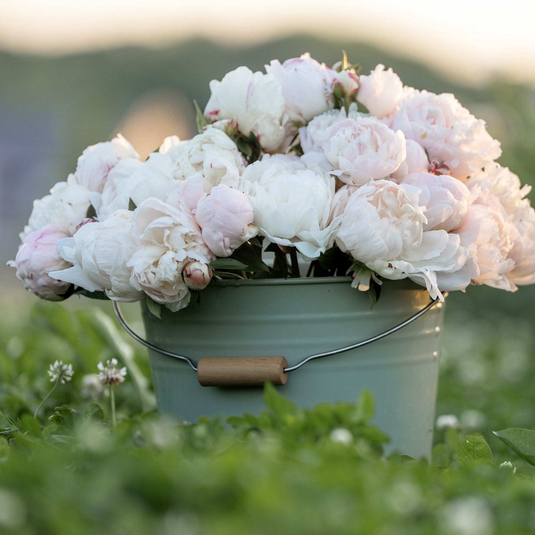 The Celebration Peony Box (100 stems)