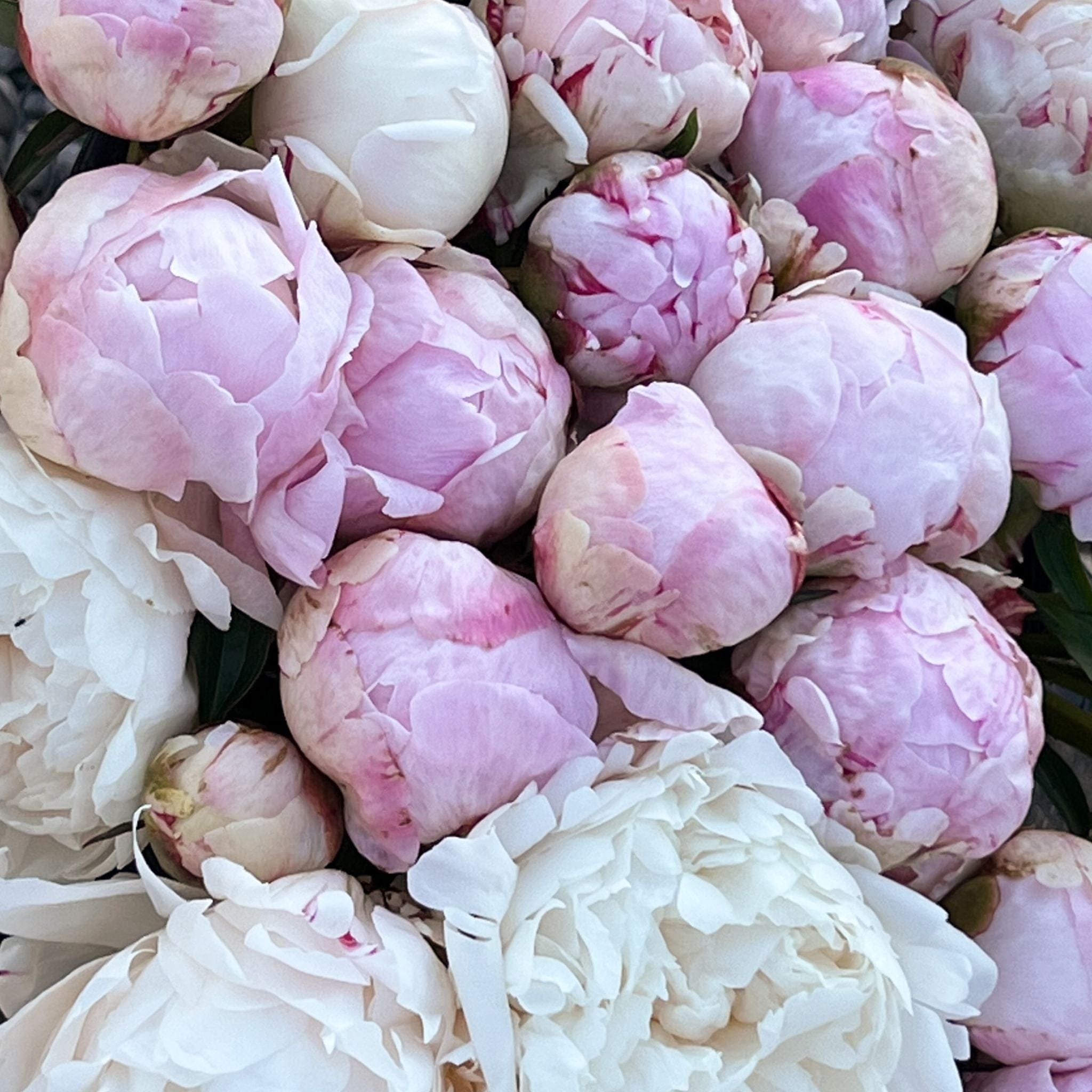 The Estate Peony Box (50 Stems)