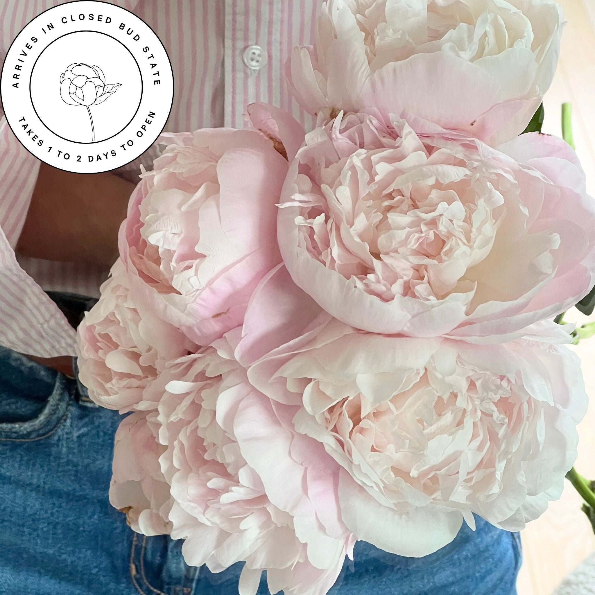 The Grand Peony Bouquet (24 stems)