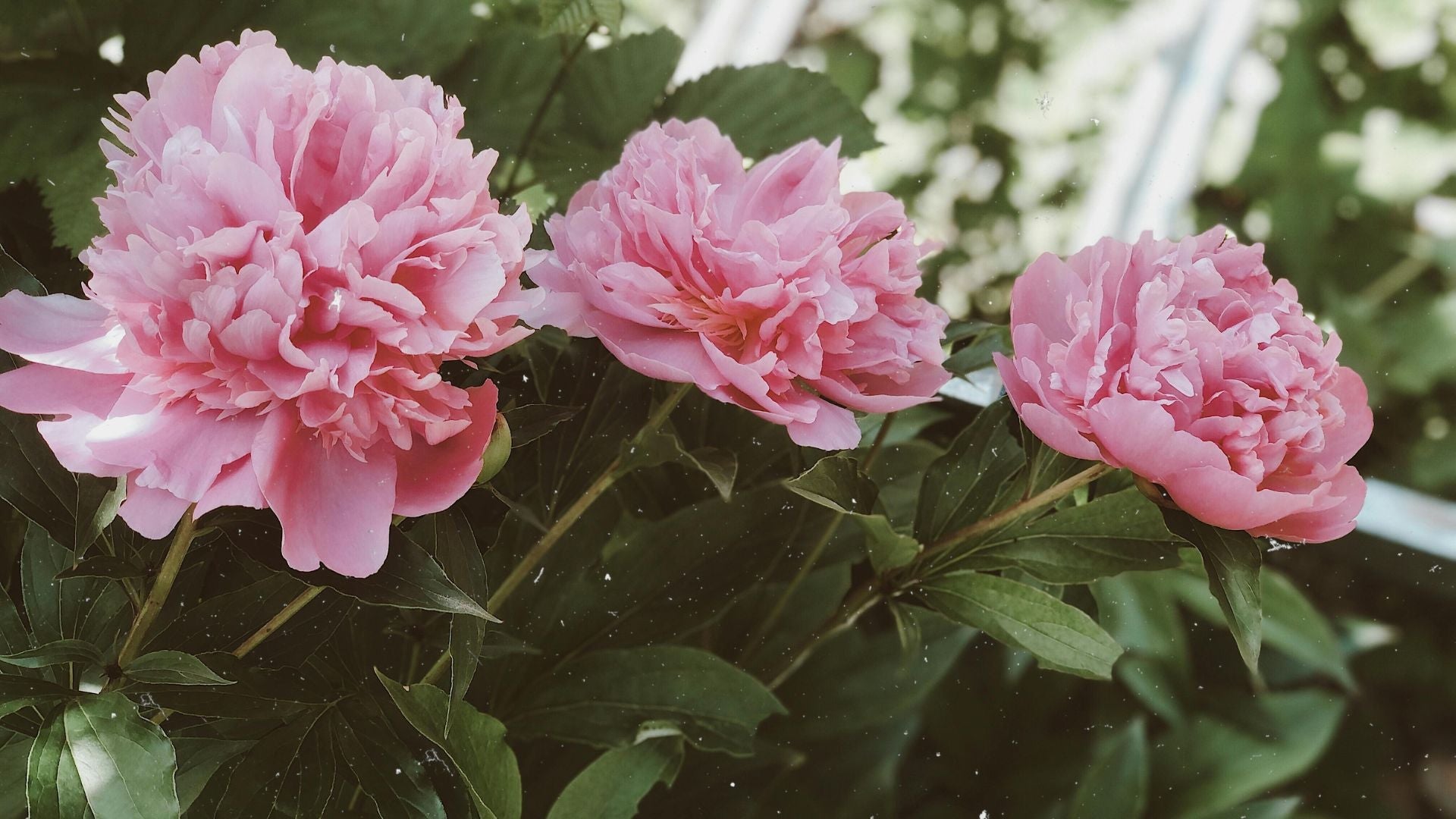 Growing Peonies: Bare Roots vs. Potted Plants