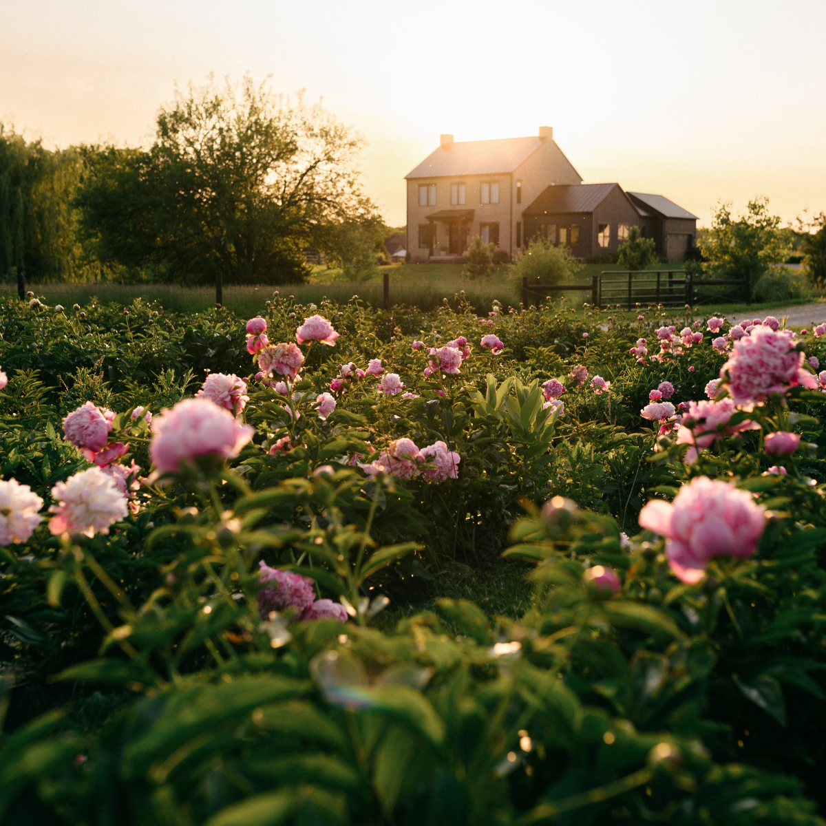 Peony Season, Close to Home