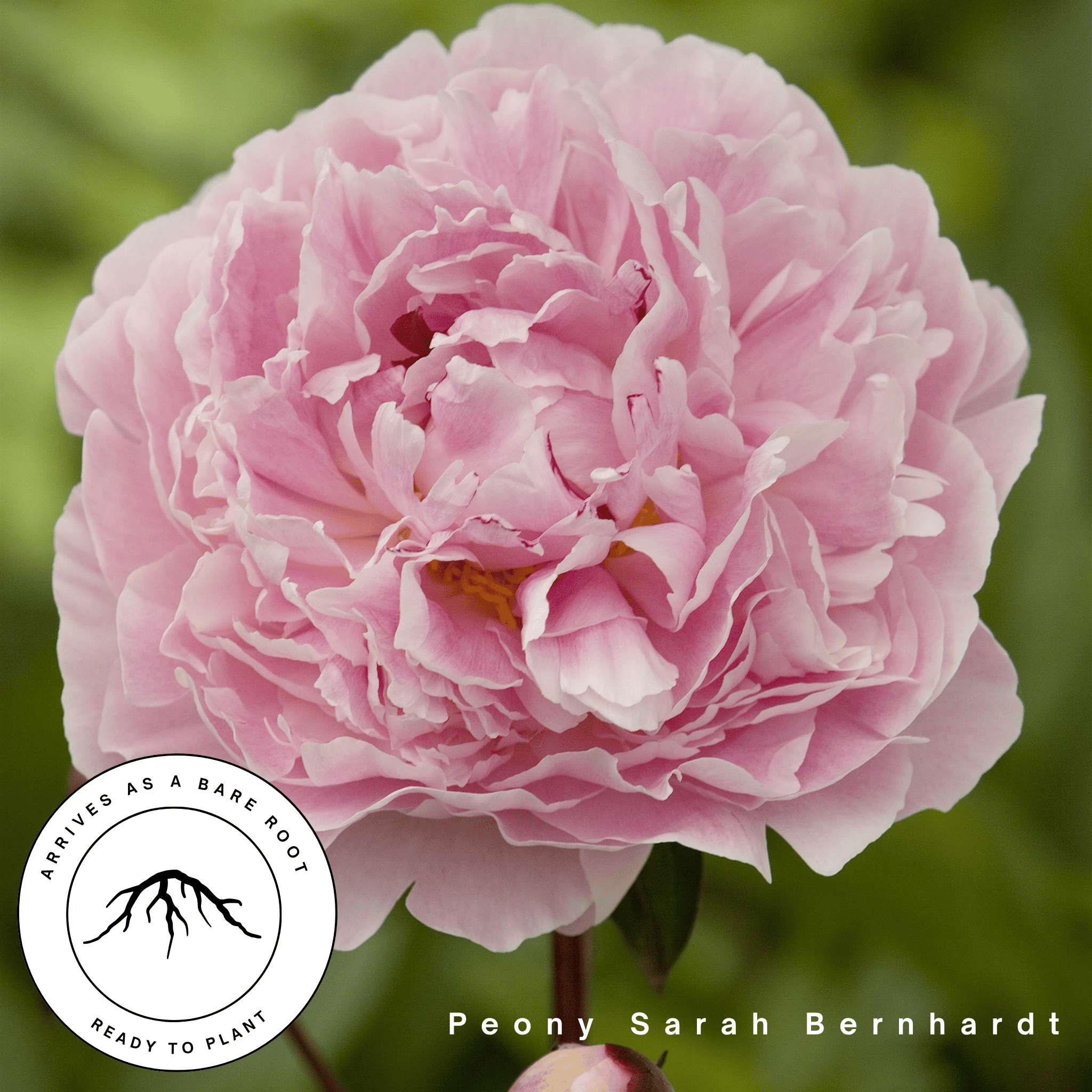 Sarah Bernhardt