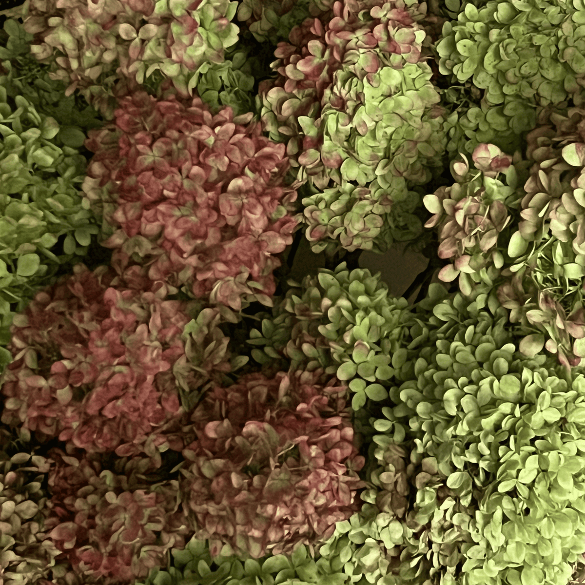 Dried Hydrangea Stems