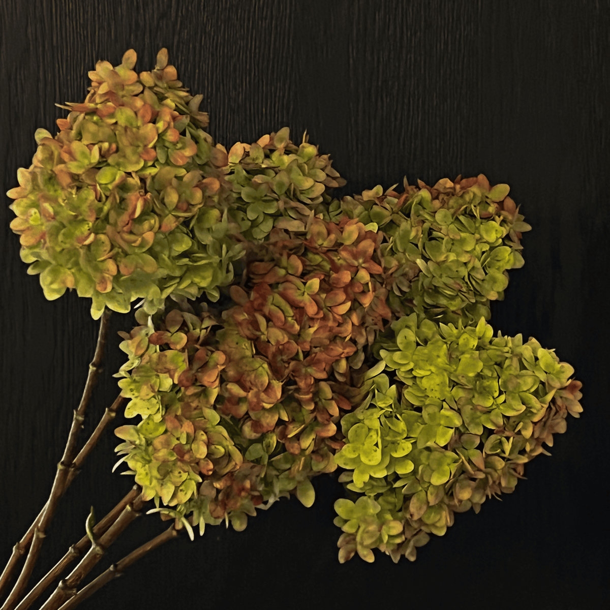 Dried Hydrangea Stems