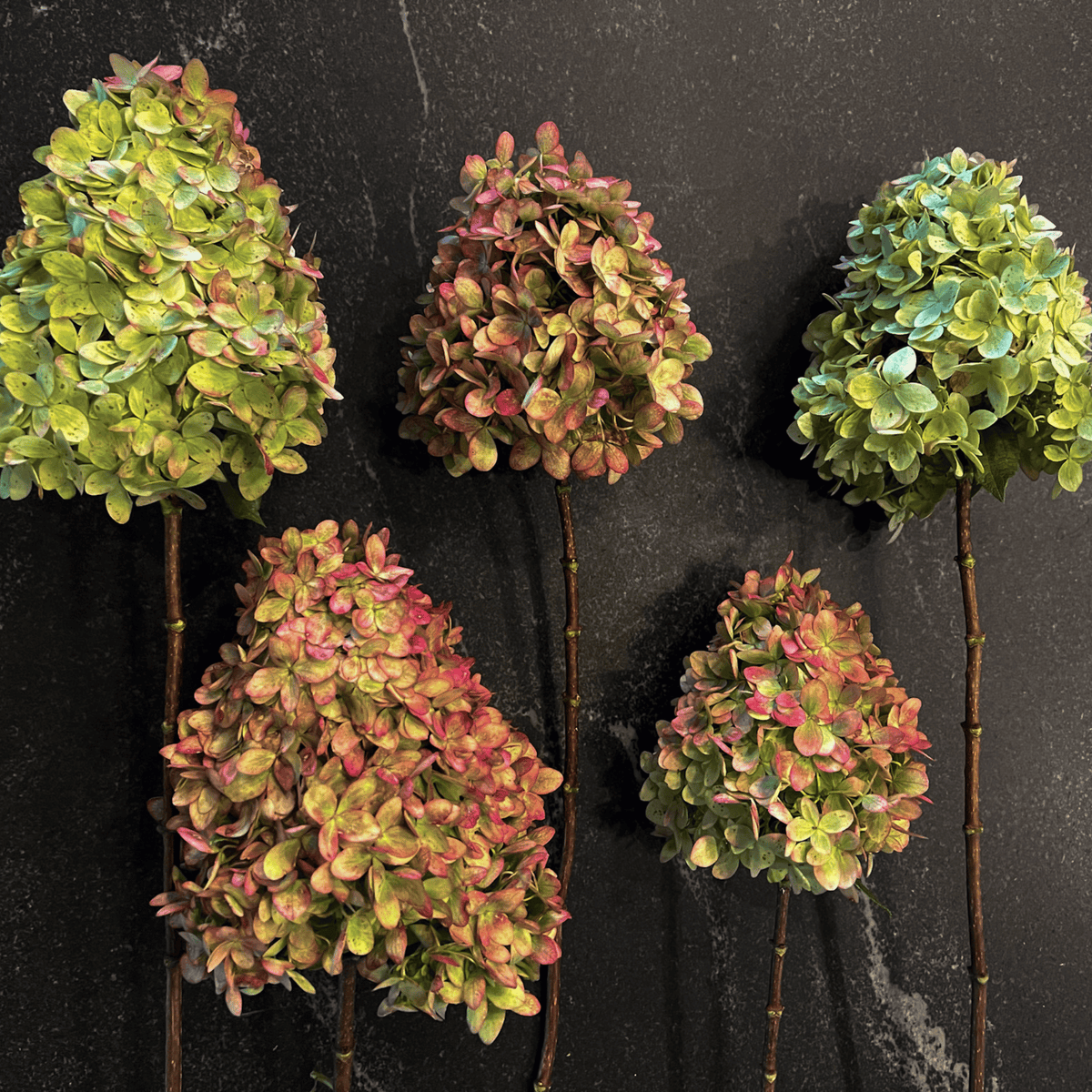 Dried Hydrangea Stems