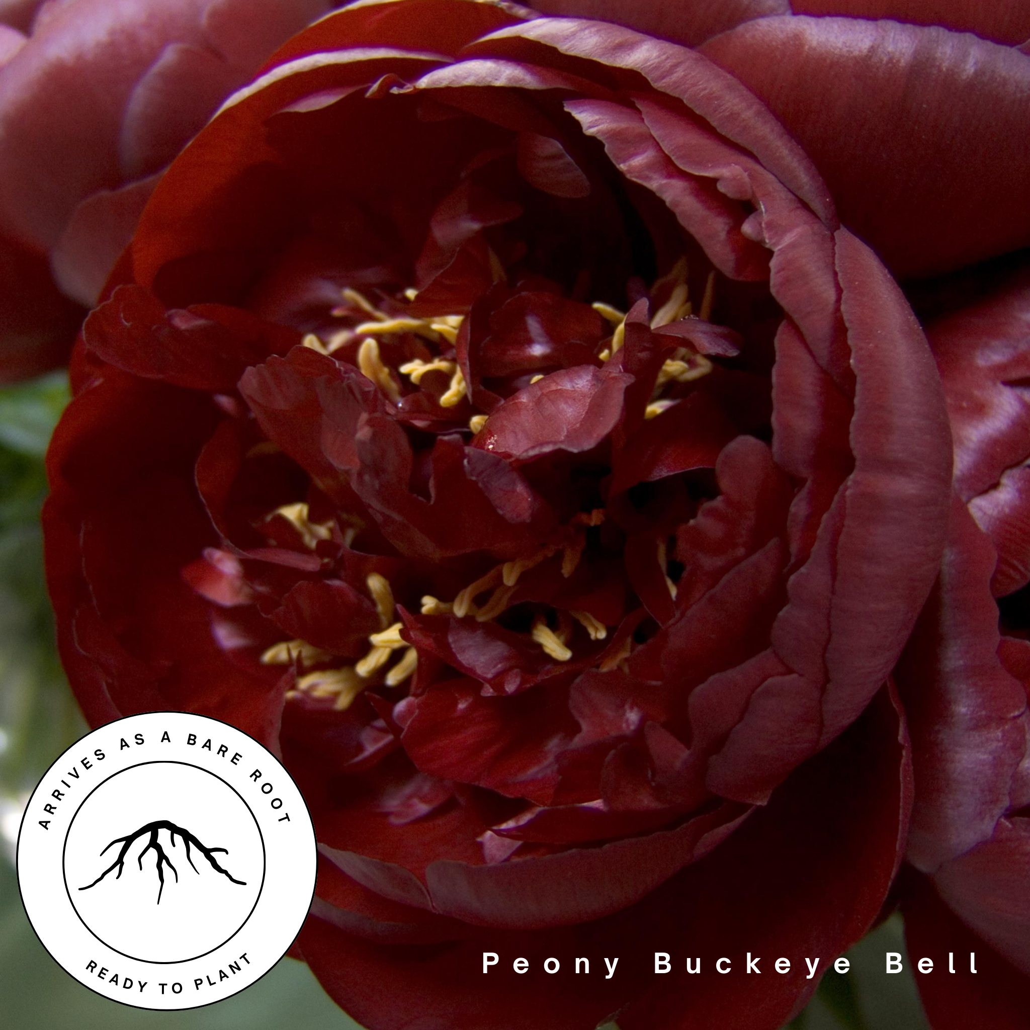 Buckeye Bell
