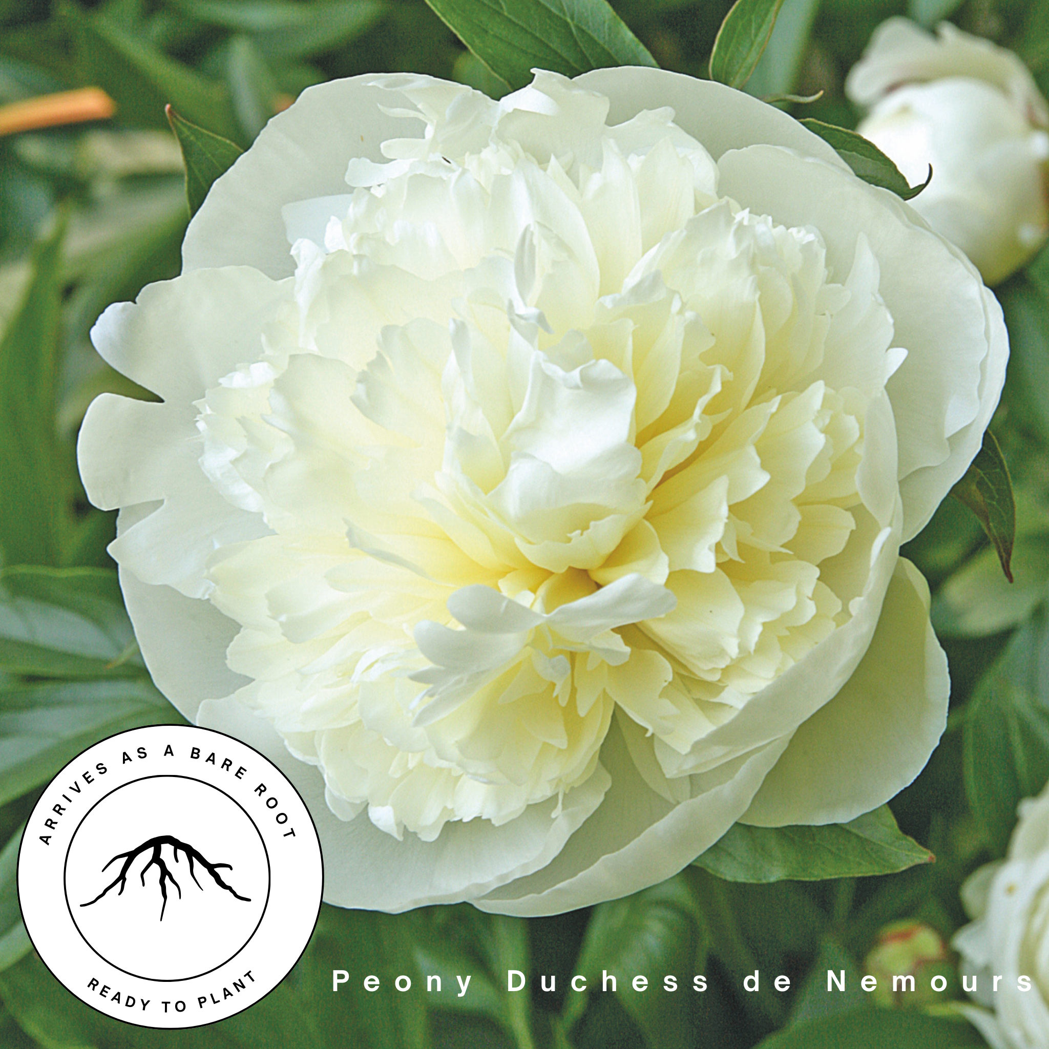 Duches de Nemours