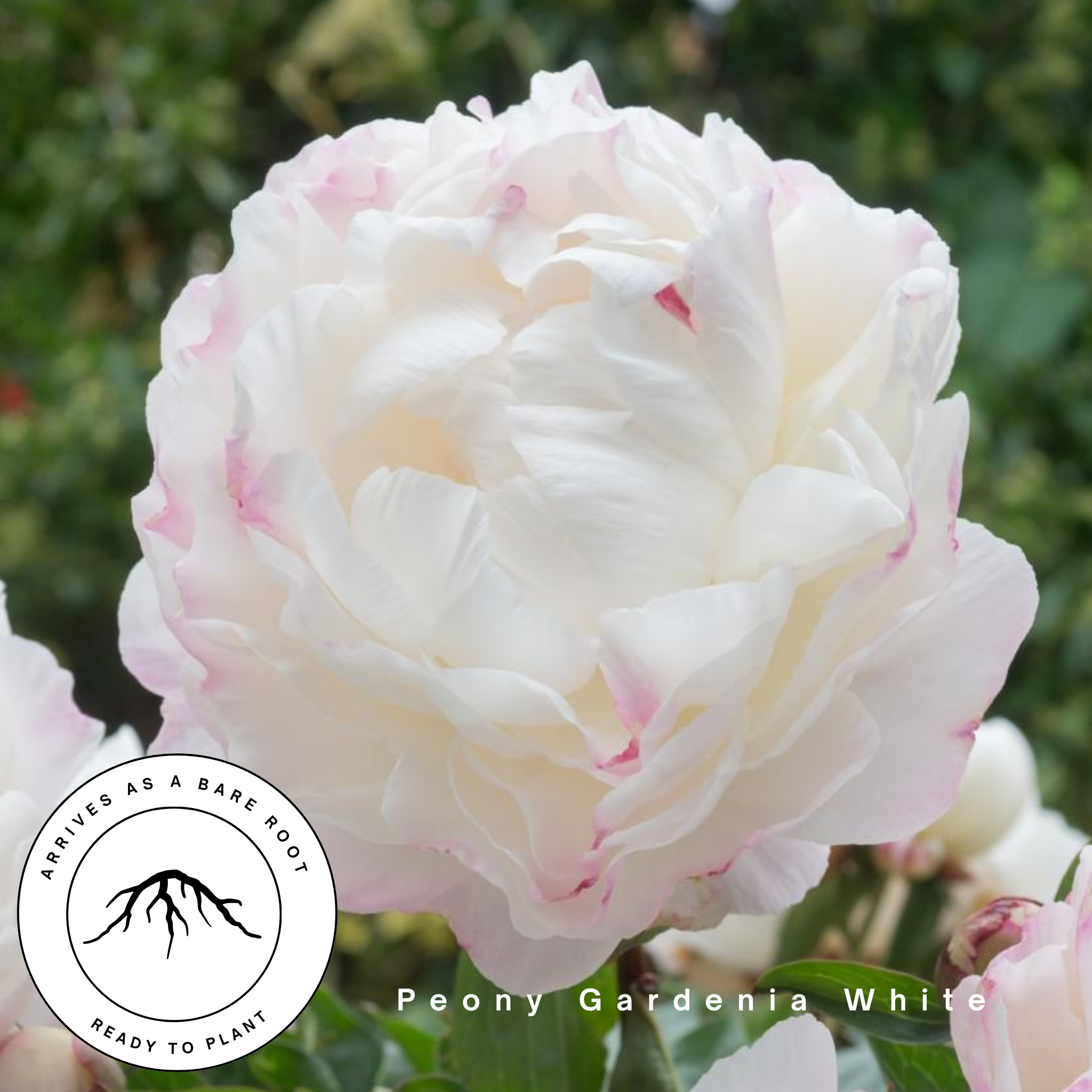 Gardenia White