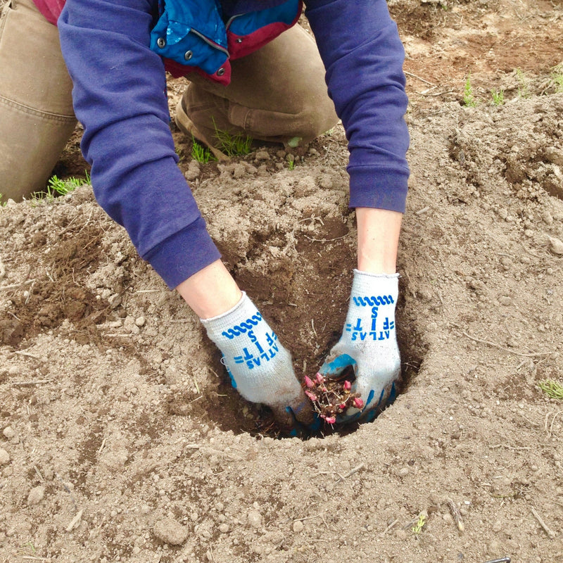 Root Planting Guide
