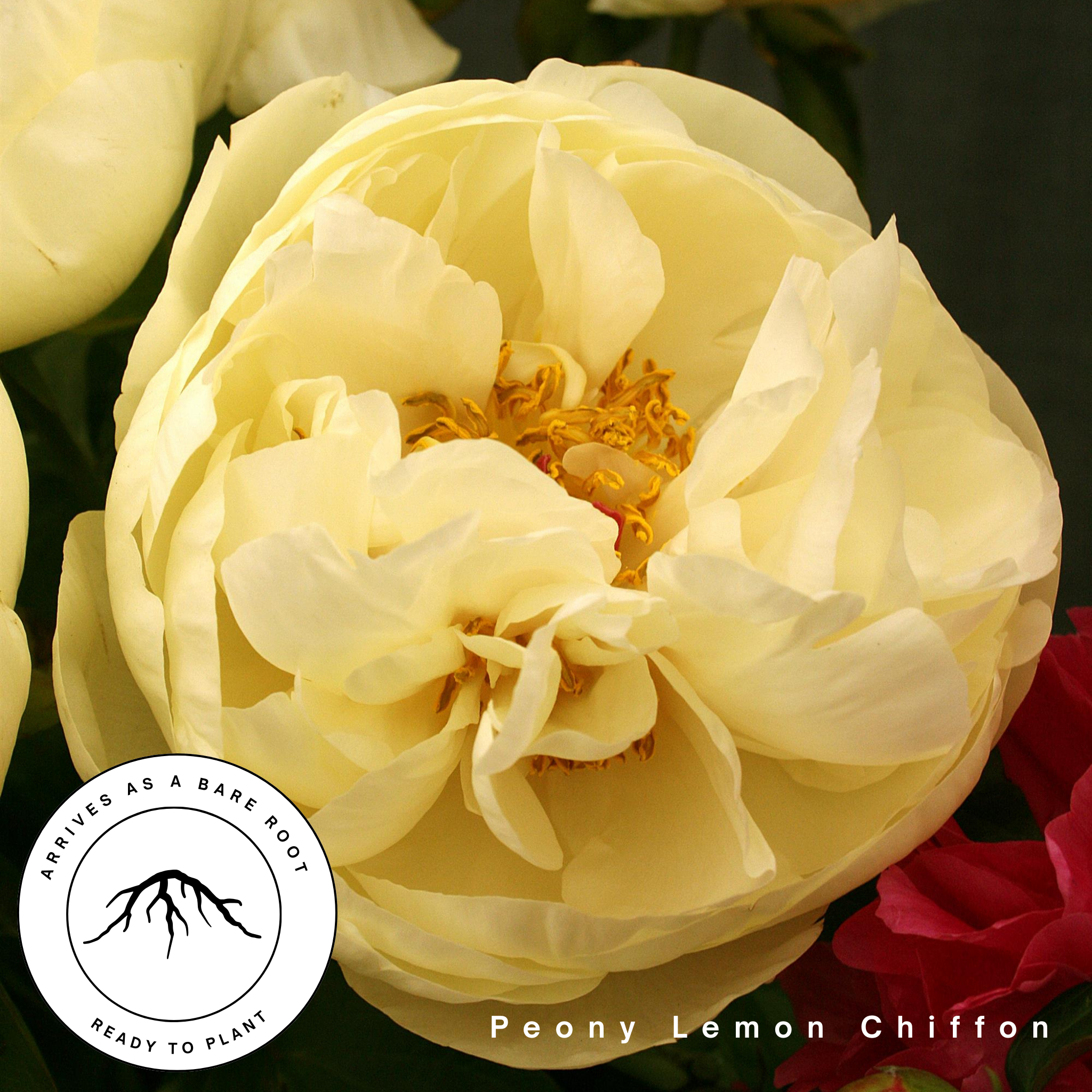 Lemon Chiffon