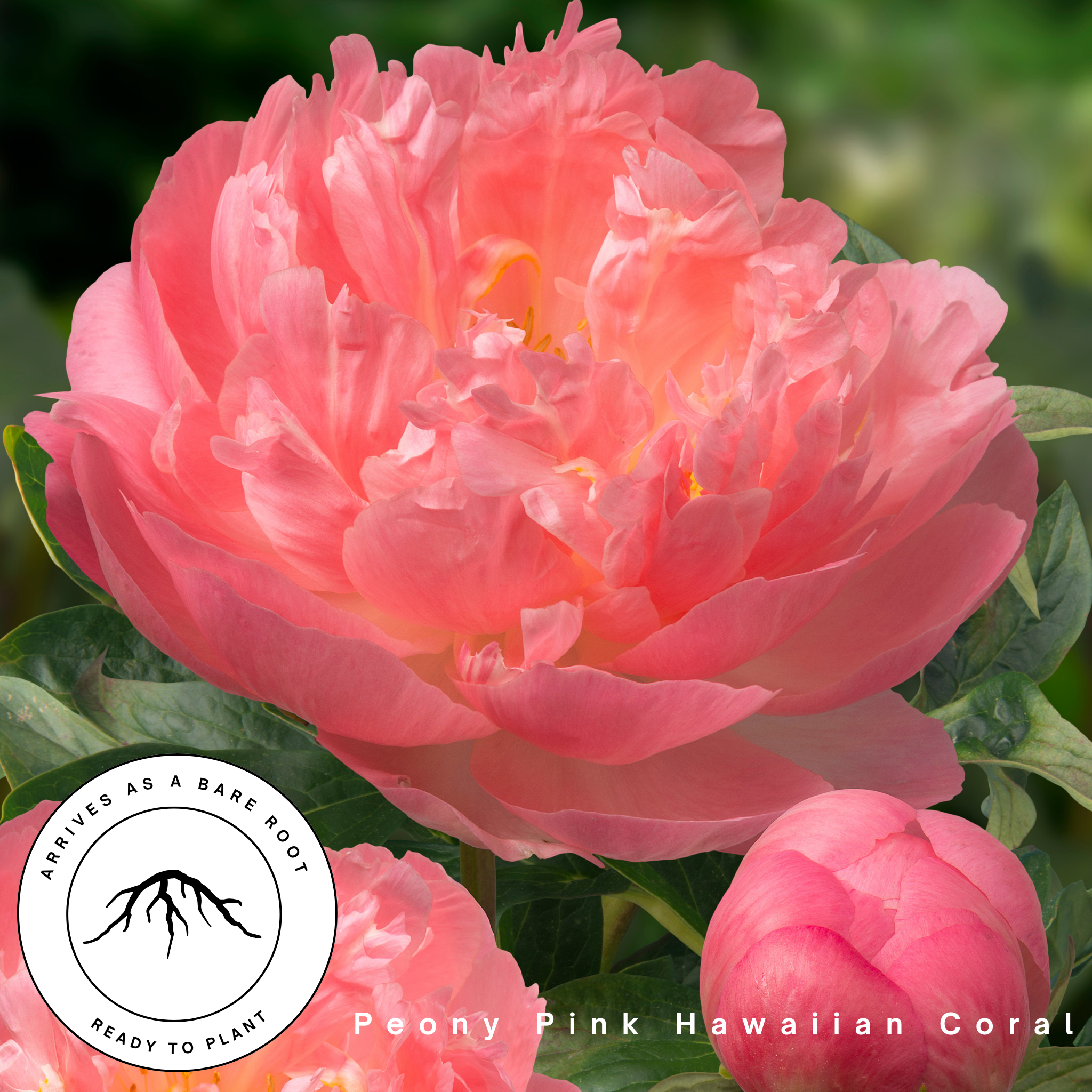 Pink Hawaiian Coral