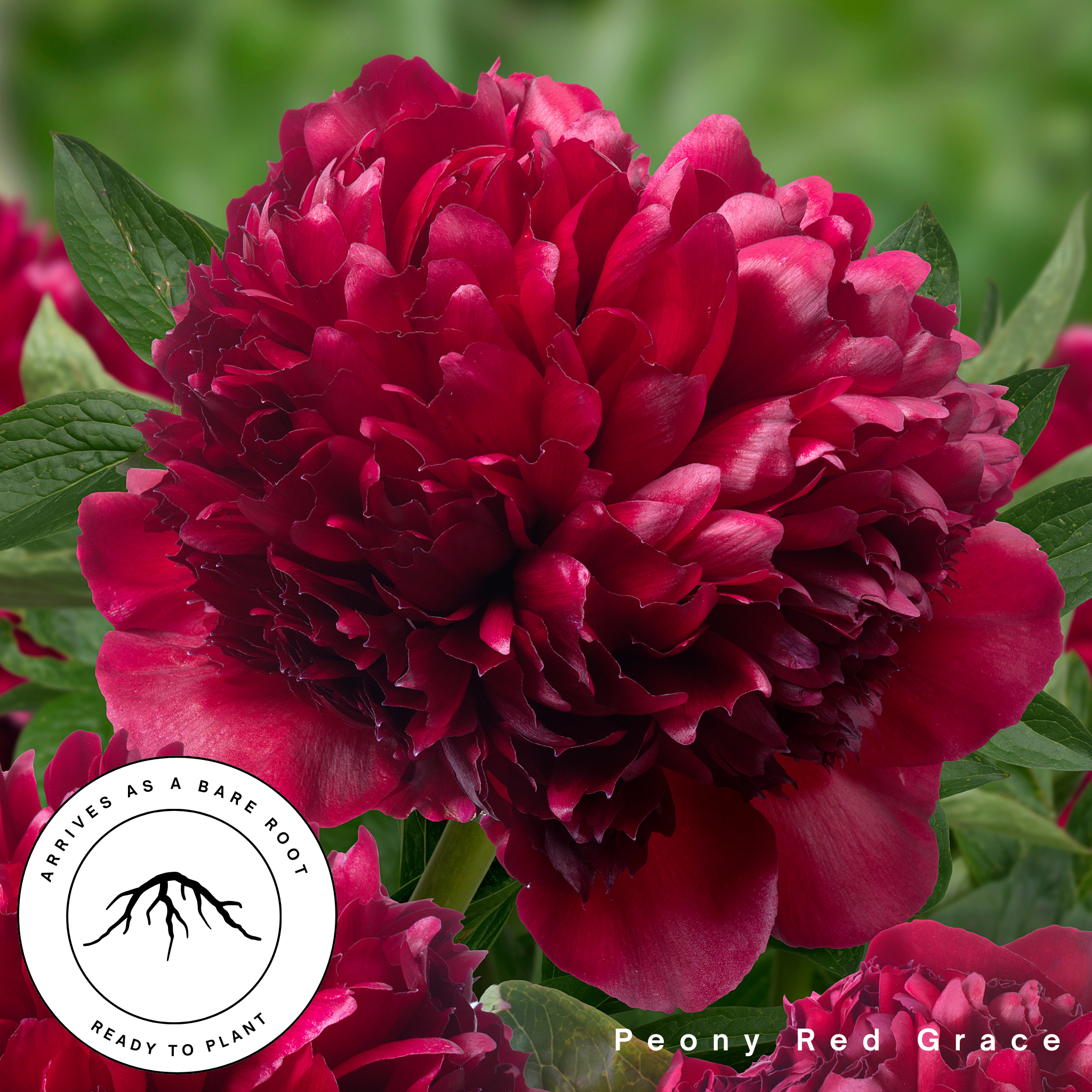 Red Grace