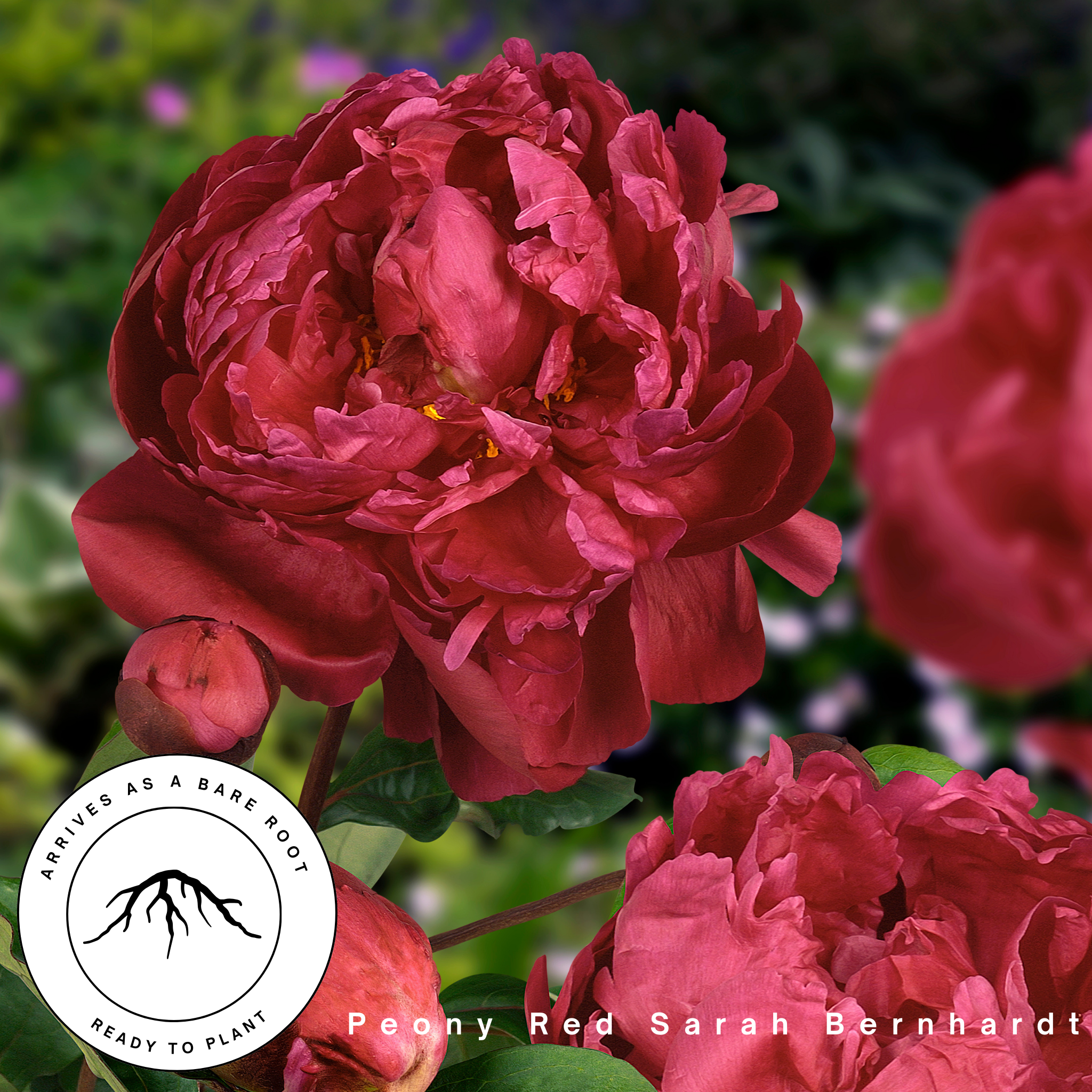 Red Sarah Bernhardt