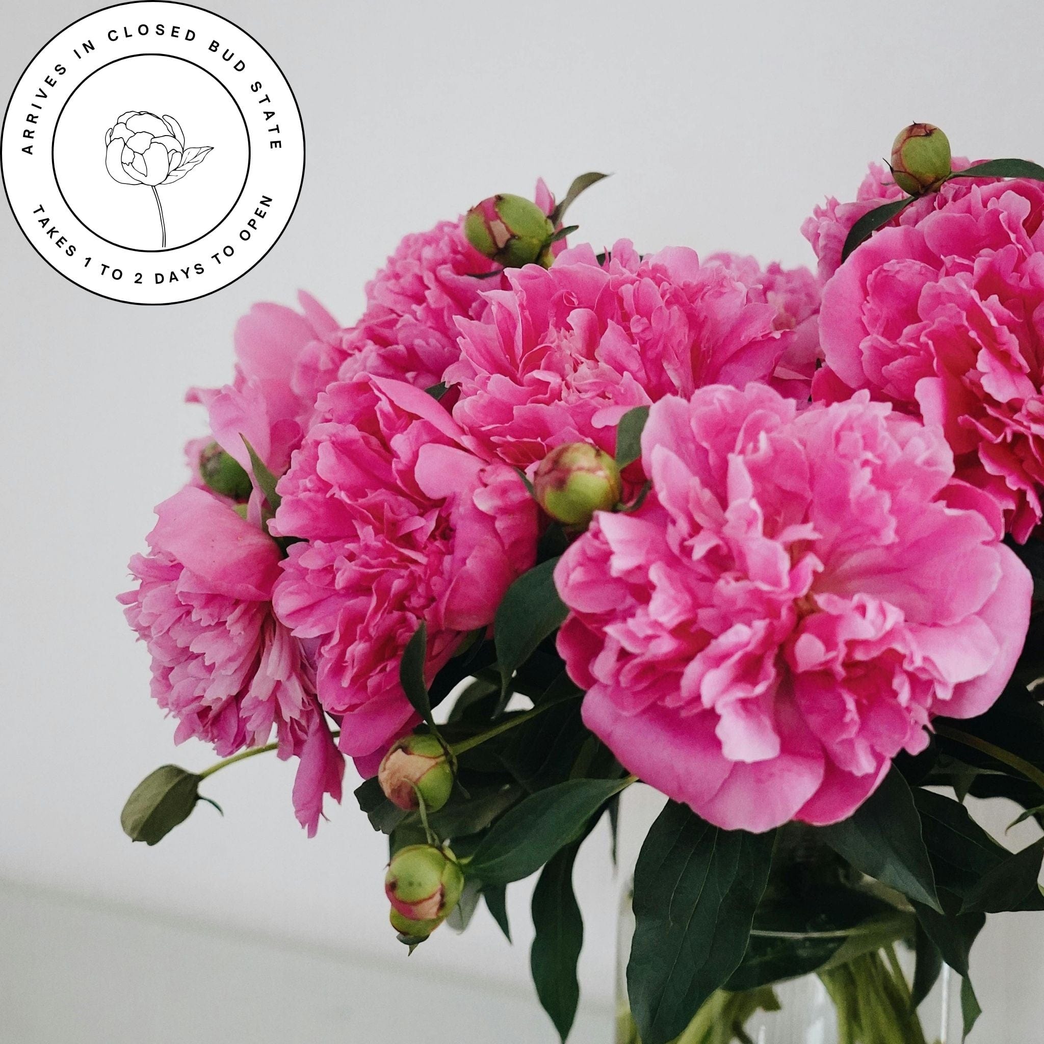 Bright Pink The Celebration Peony Box (100 stems)