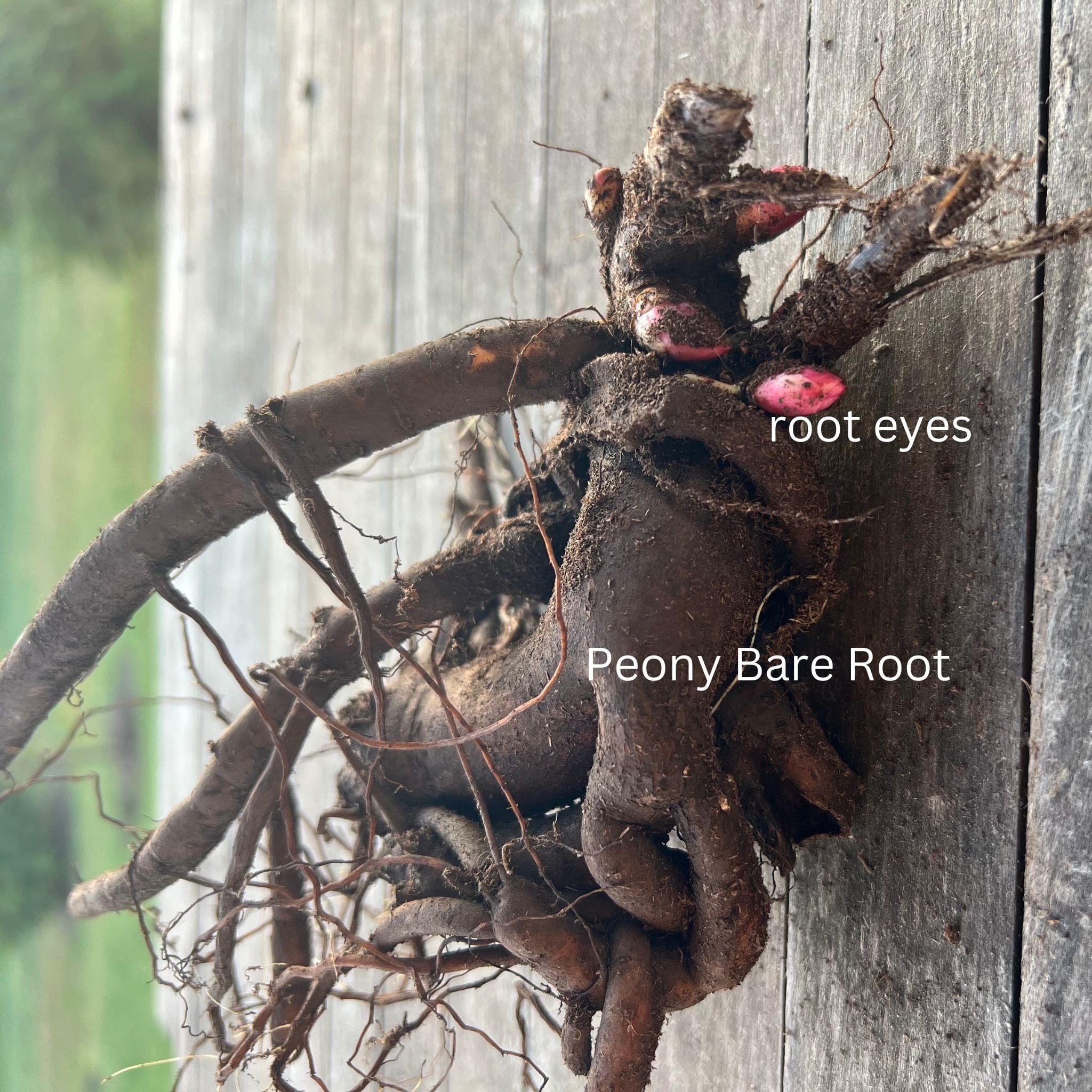 Karl Rosenfield - Peony Root