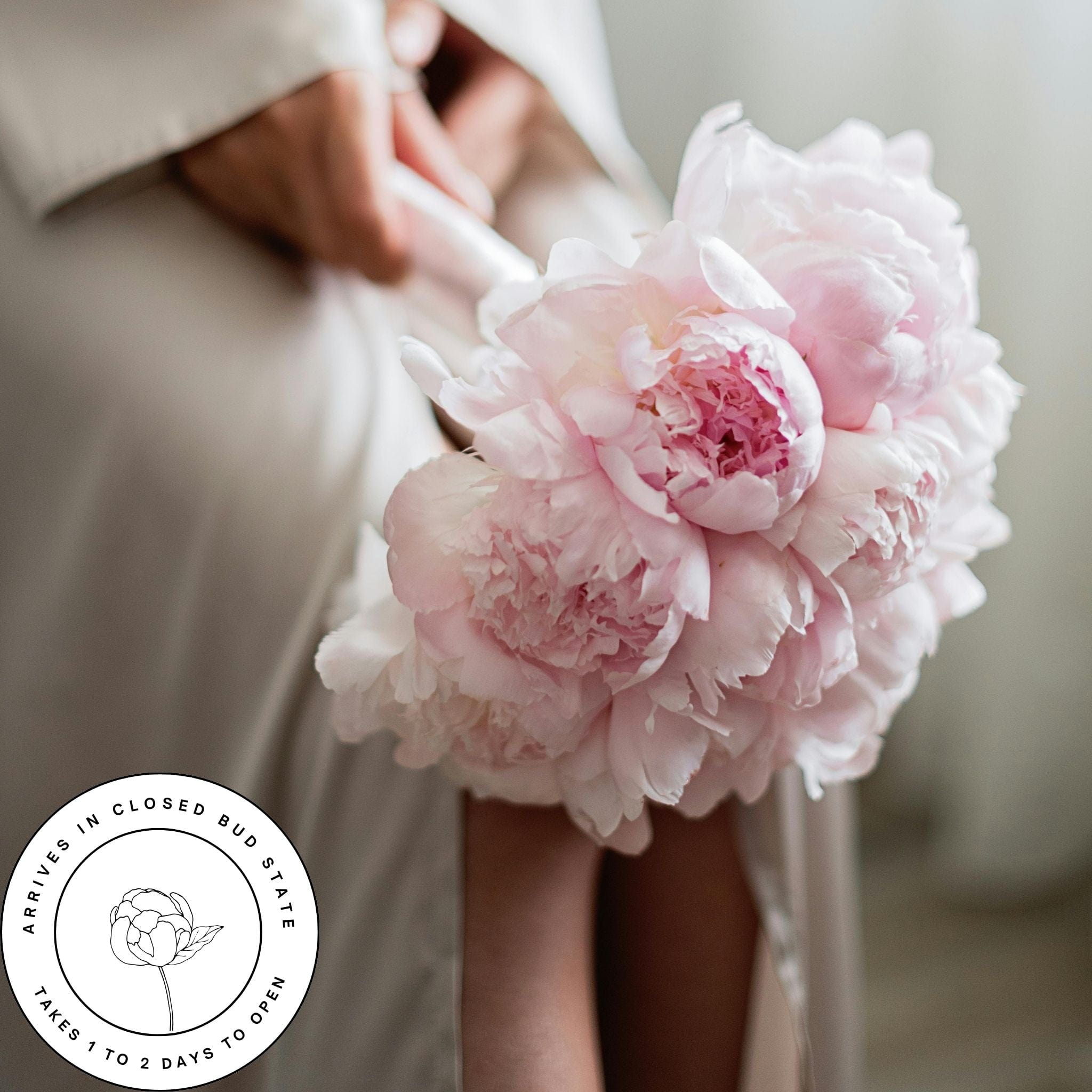 Soft Pink The Estate Peony Box (50 Stems)